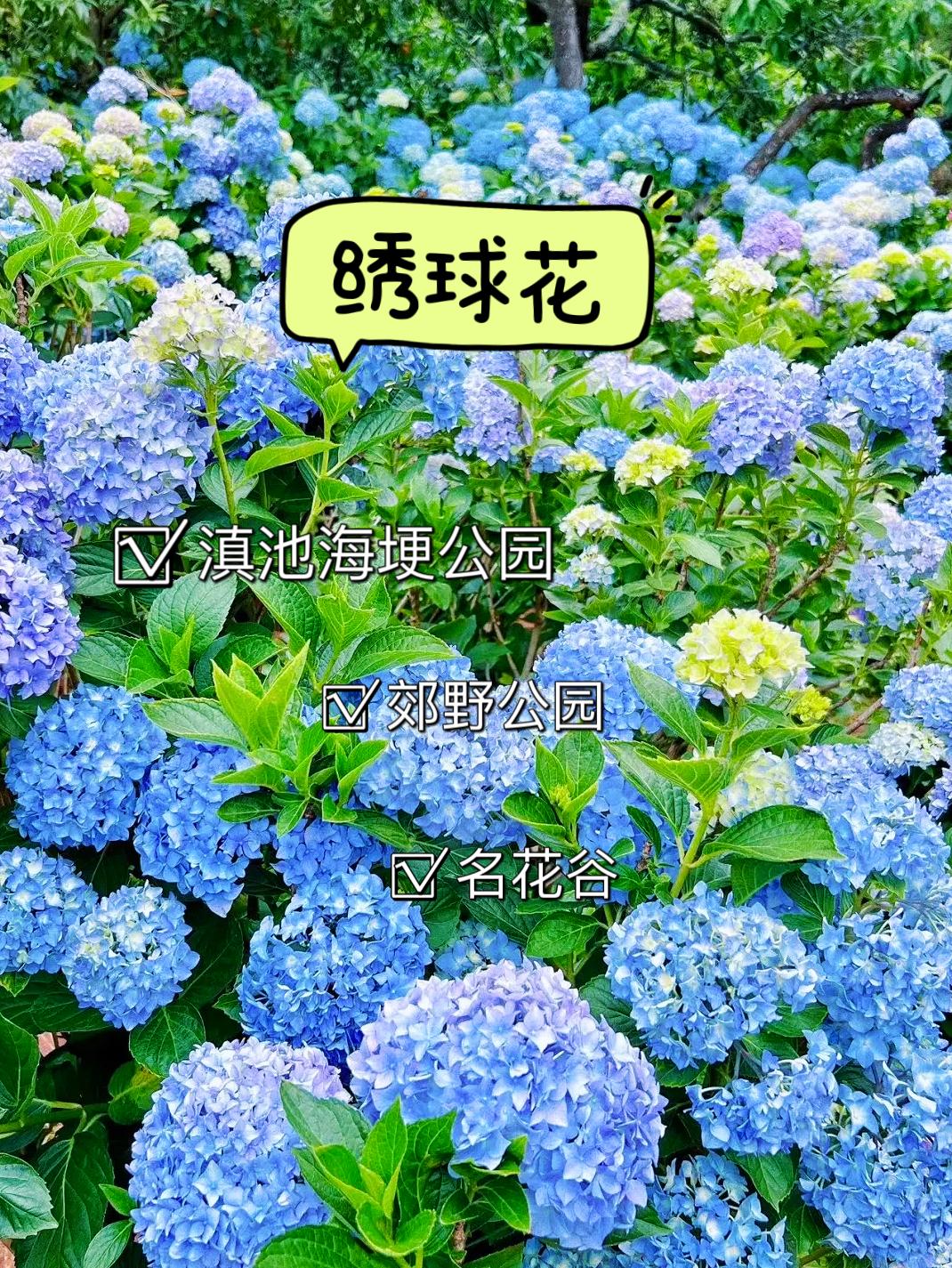 昆明夏季不止赏花还可以邂逅云南野生菌！