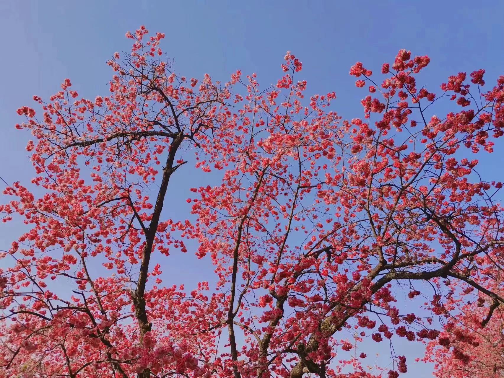 赴一场春天的花事，昆明赏花好去处