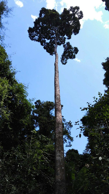 (勐腊望天树景区半日游,住勐腊)图片