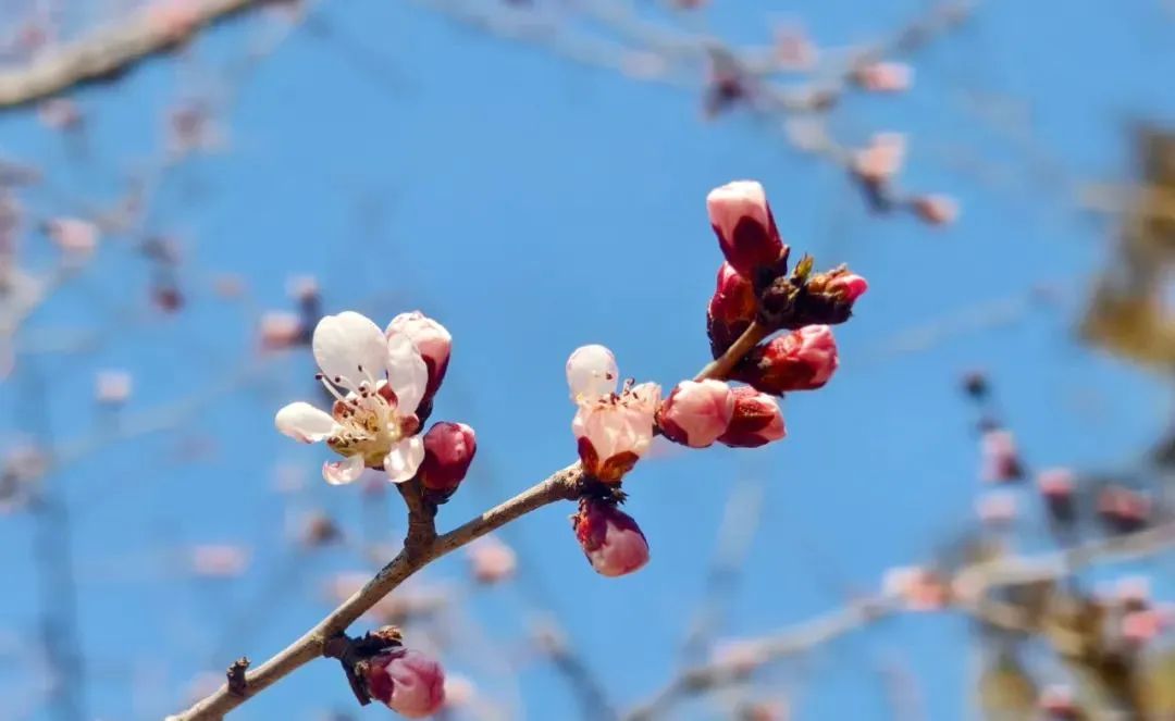 春暖花开浪漫时，约惠北京清凉谷风景区！