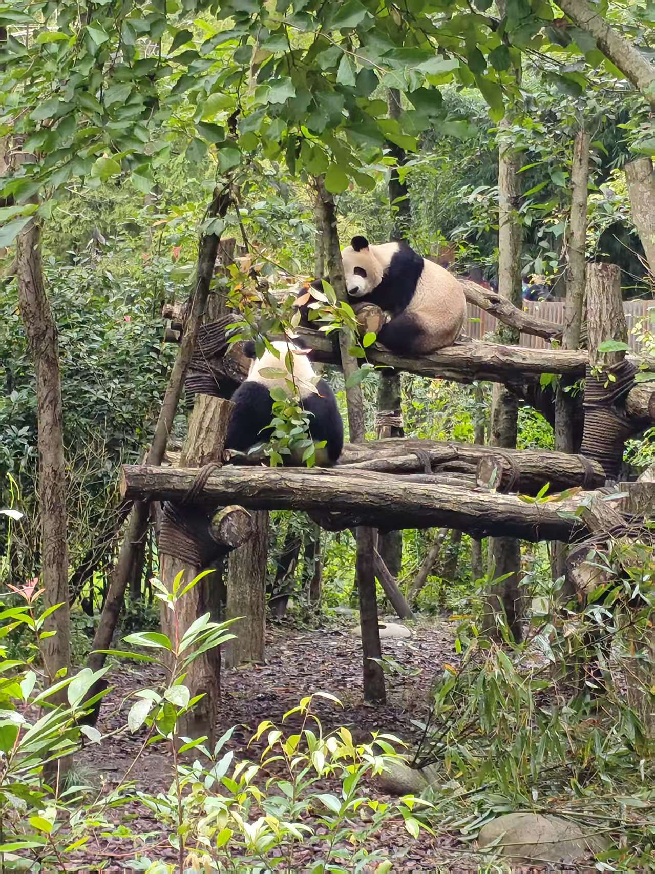 彭水.成都.都江堰.乐山.赤水.遵义  渝蜀贵自驾穷游漫记