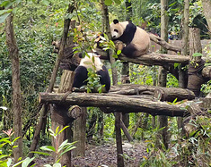 彭水.成都.都江堰.乐山.赤水.遵义  渝蜀贵自驾穷游漫记