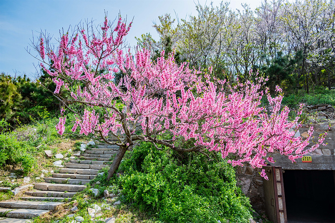 秦山岛图片