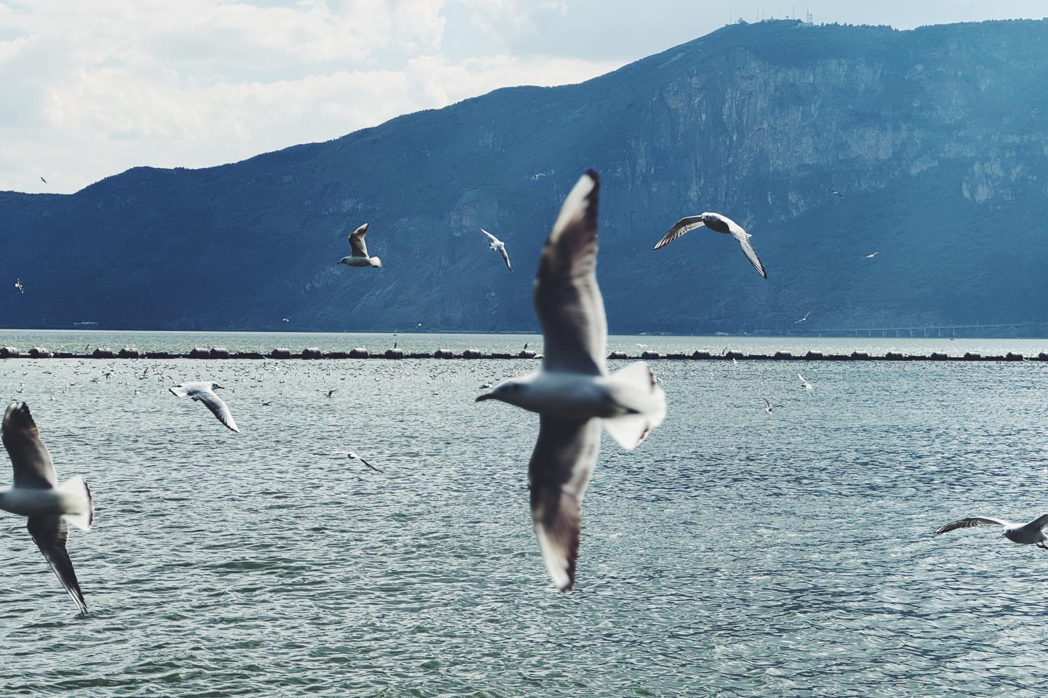 春天 在昆明 乱跑瞎吃