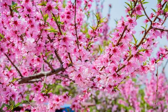 桃花涧图片