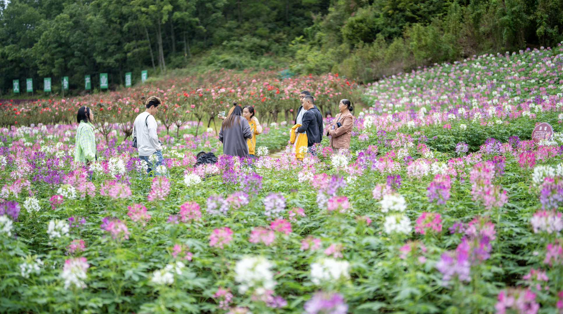 昭化｜漫步蜀国之都 闲游有花之城