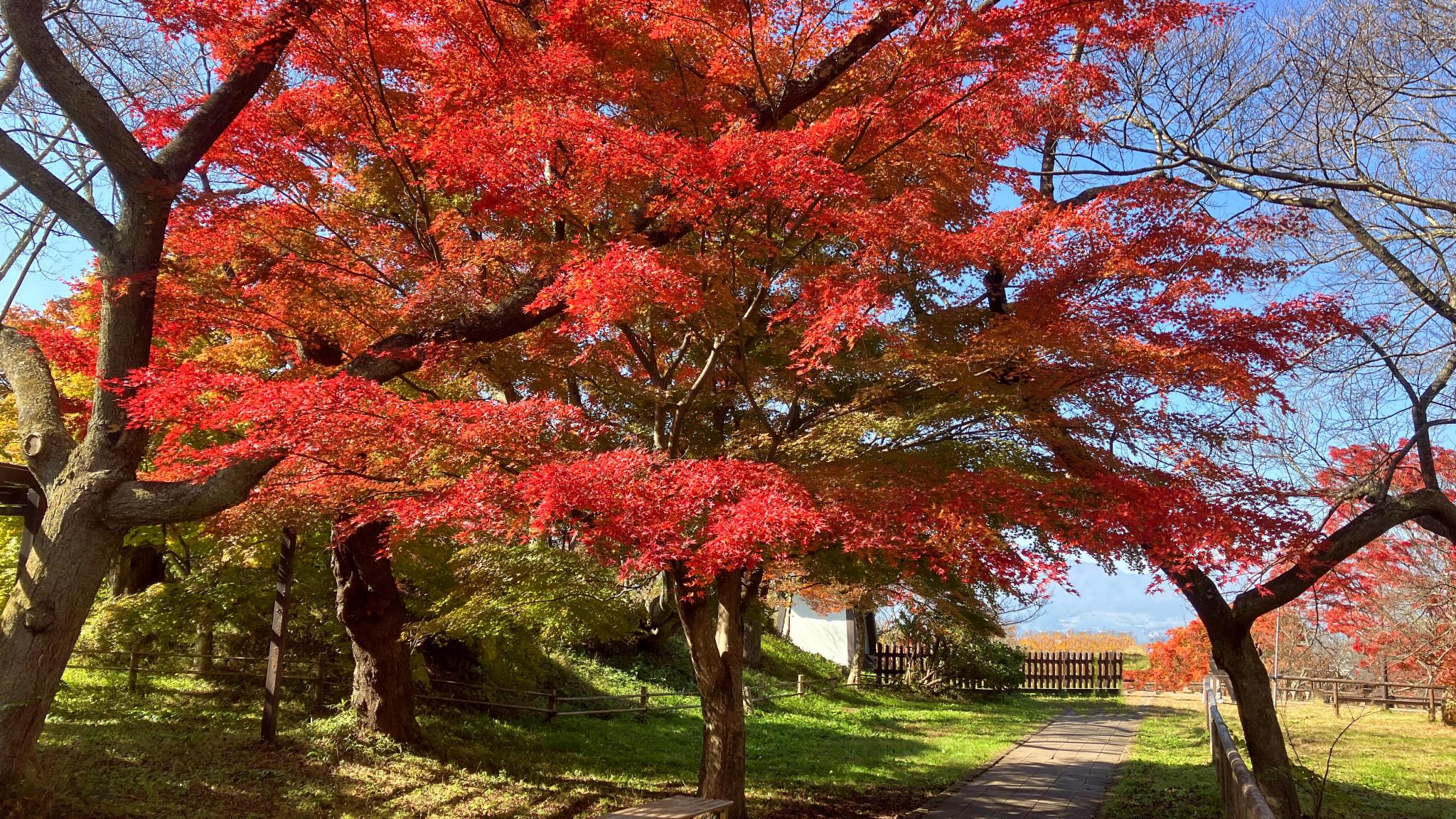 旧地重游 - 关西篇