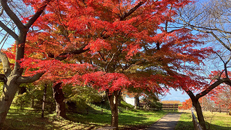 旧地重游 - 关西篇