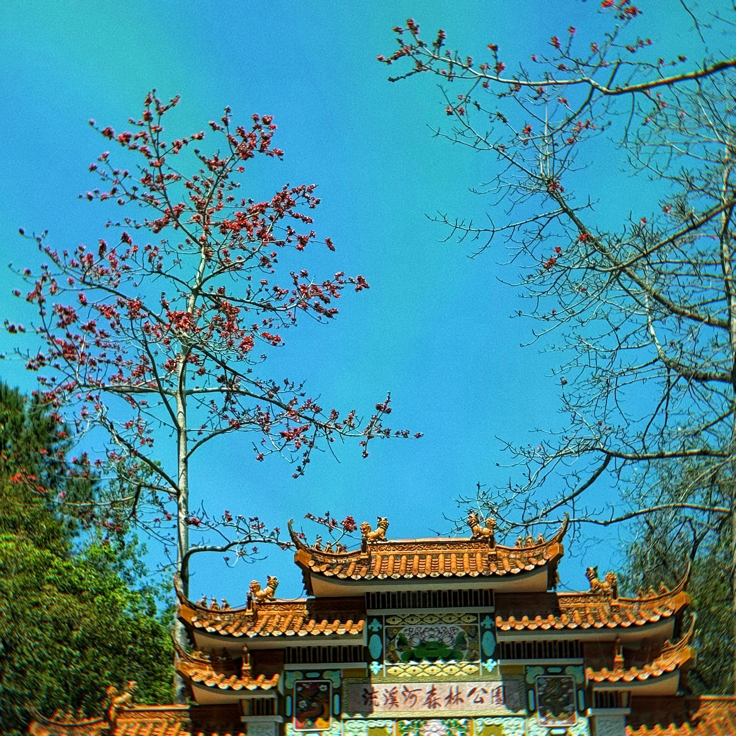 广州流溪河国家森林公园实拍图