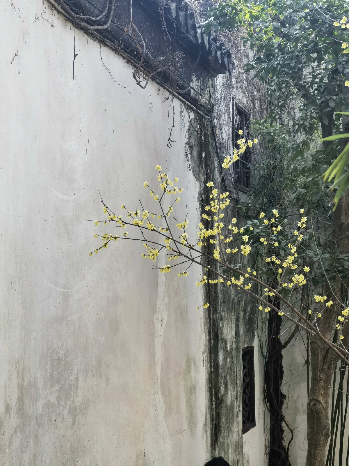 苏州艺圃实拍图