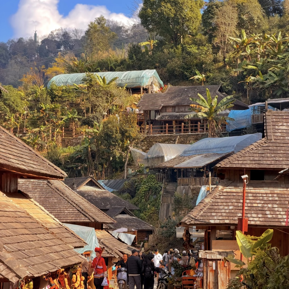 澜沧景迈山茶林文化景区实拍图