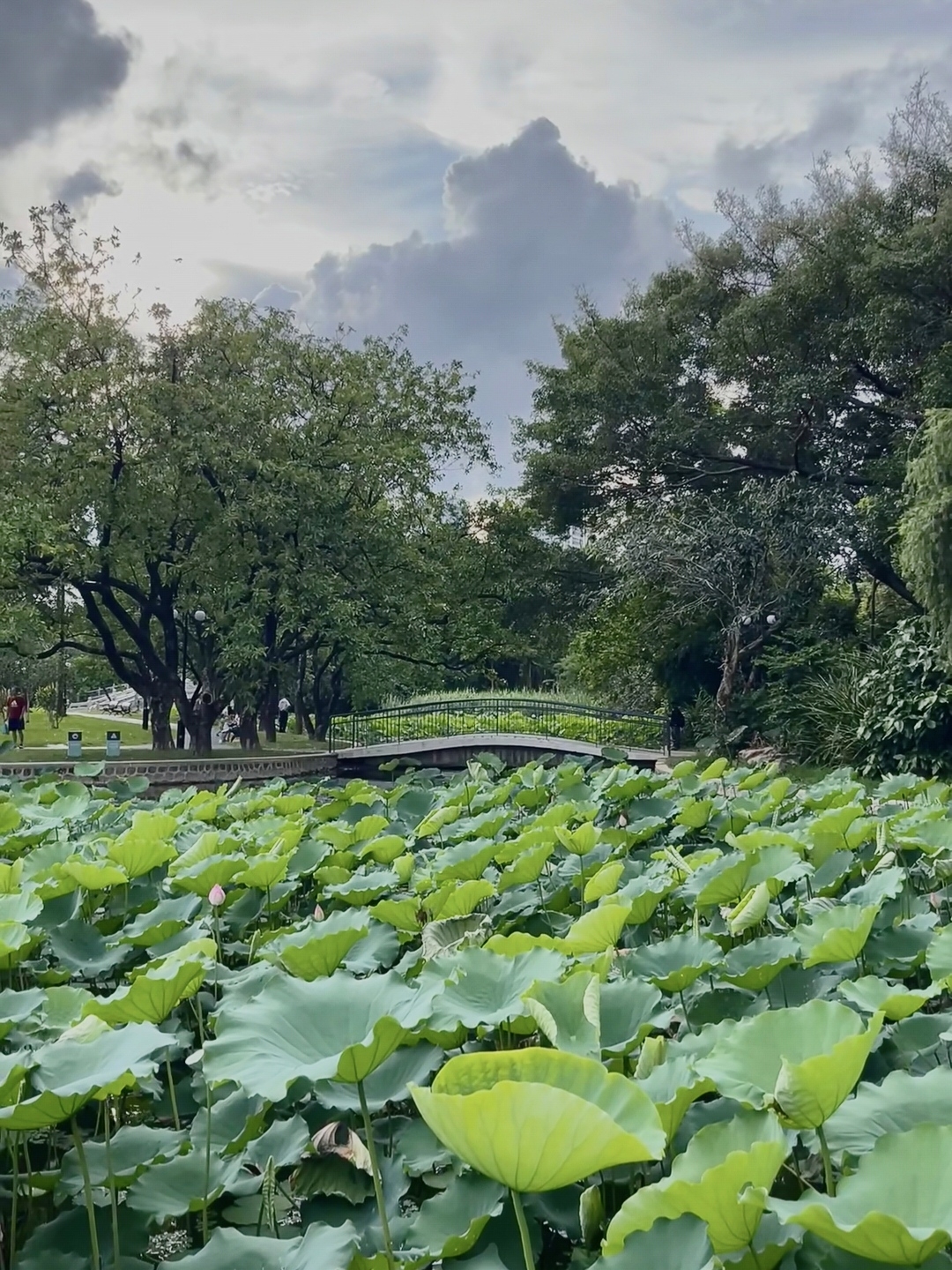 深圳洪湖公园实拍图