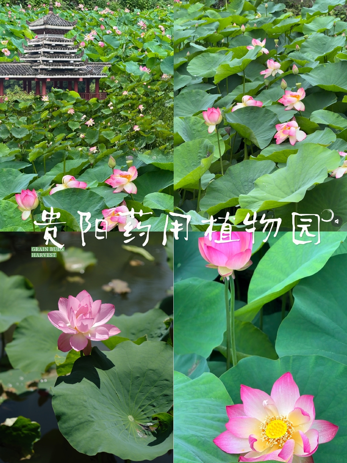 贵阳药用植物园实拍图