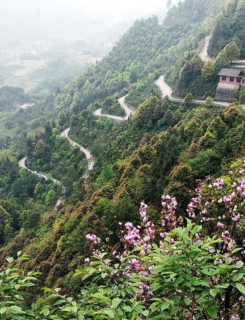 珙县龙茶花海实拍图