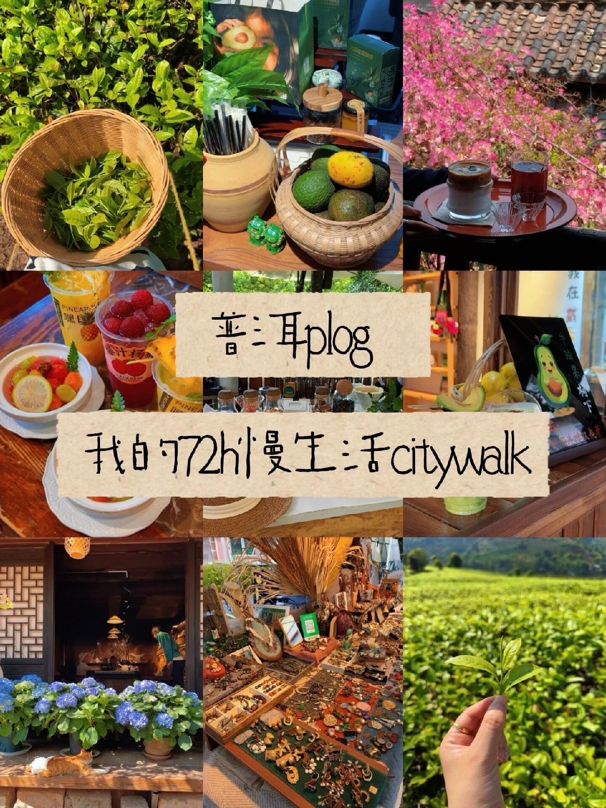 普洱实拍图