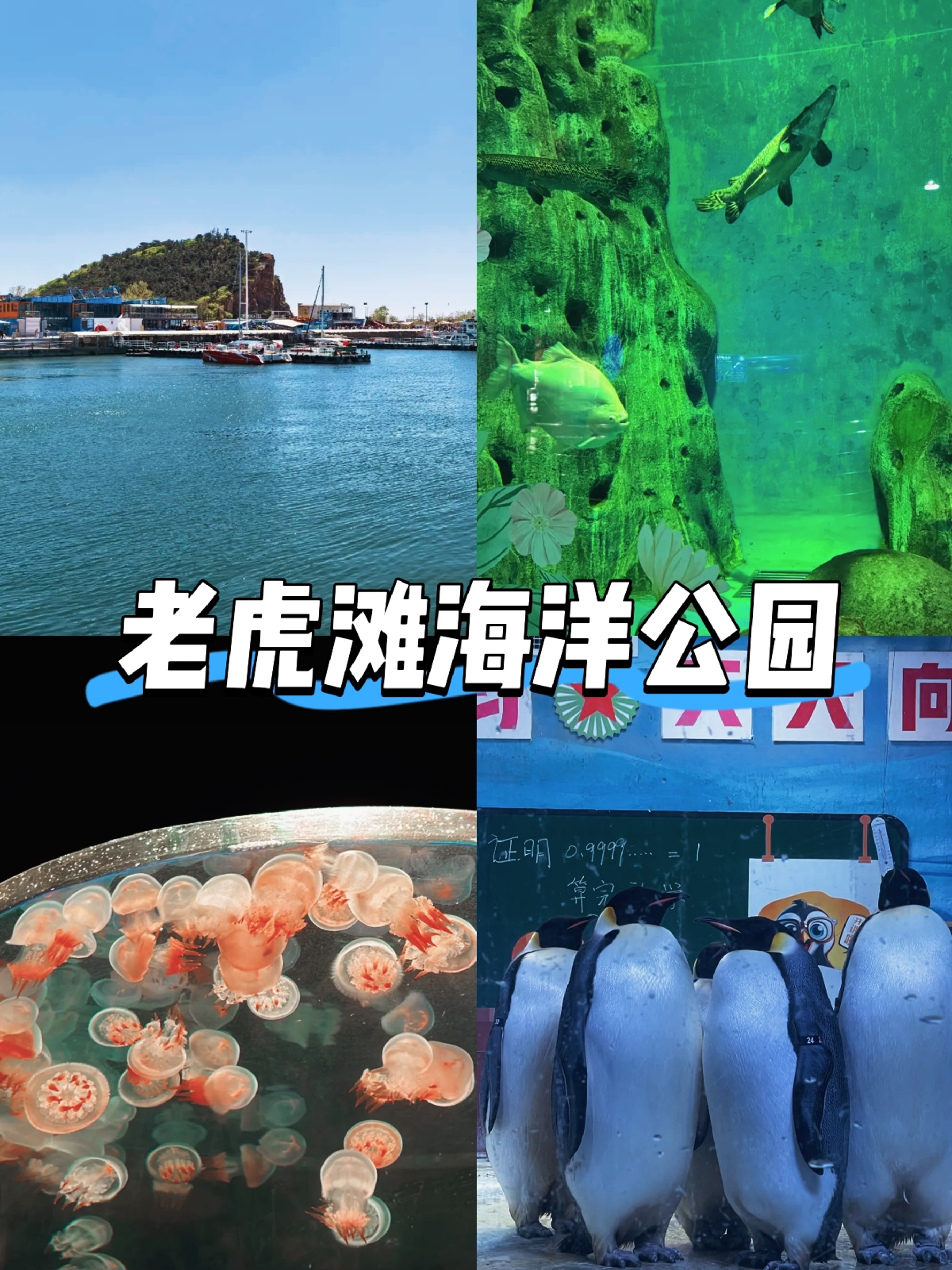 大连老虎滩海洋公园实拍图