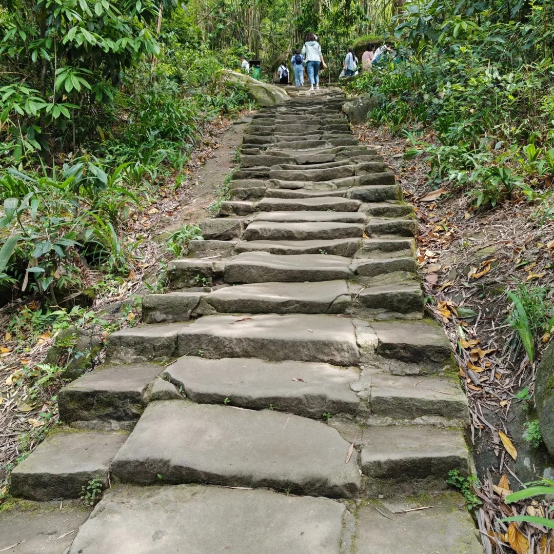 重庆缙云山实拍图