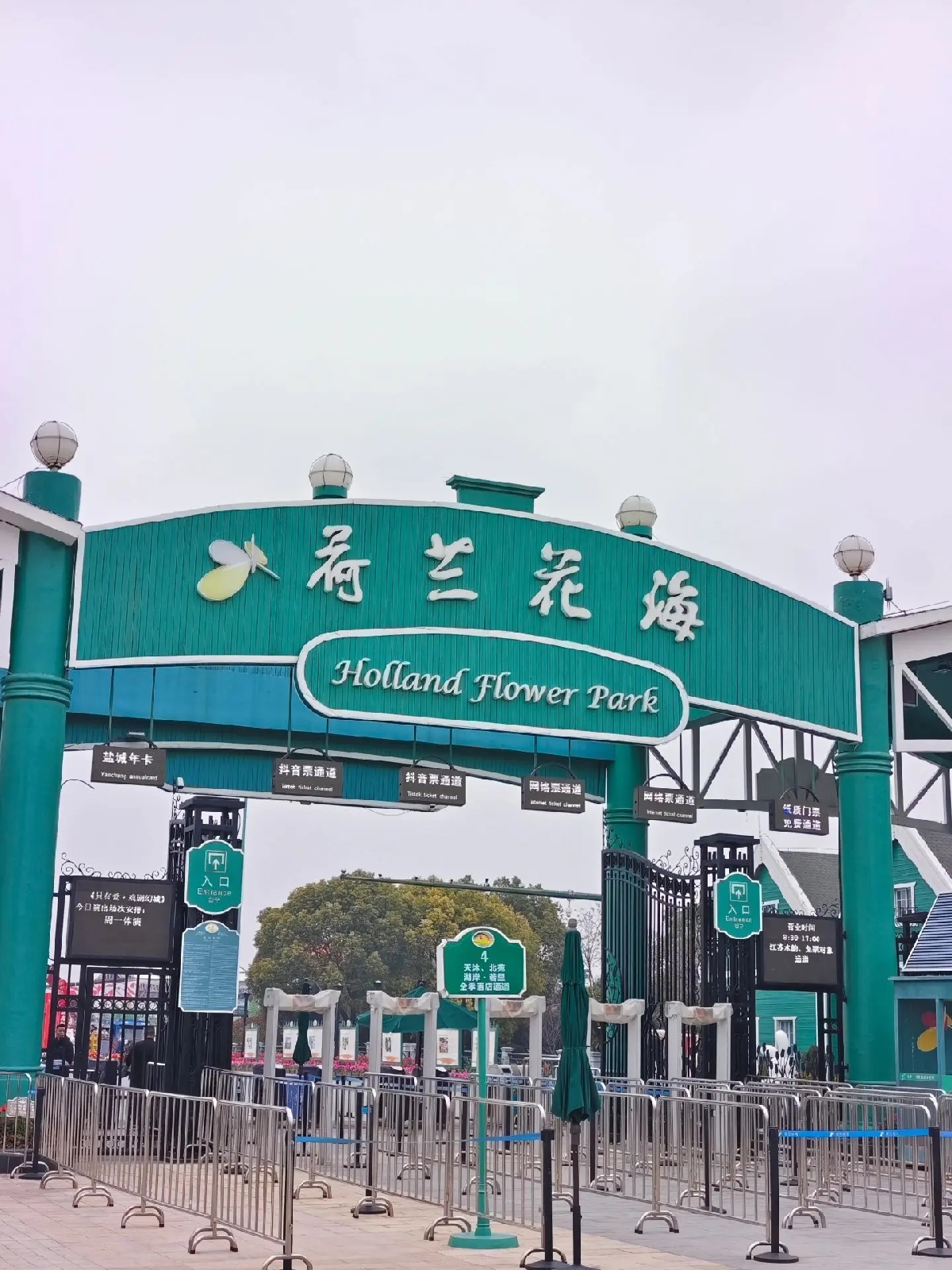 盐城荷兰花海实拍图