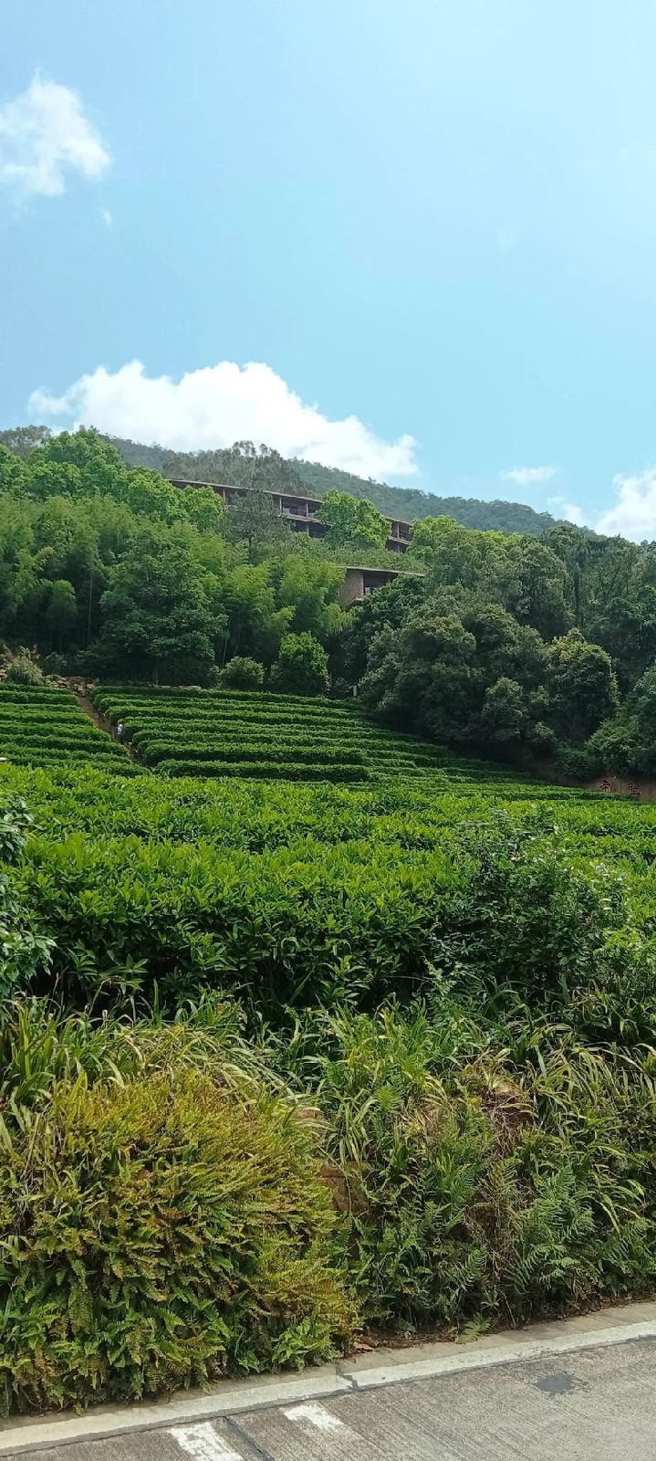 梅州雁南飞茶田实拍图