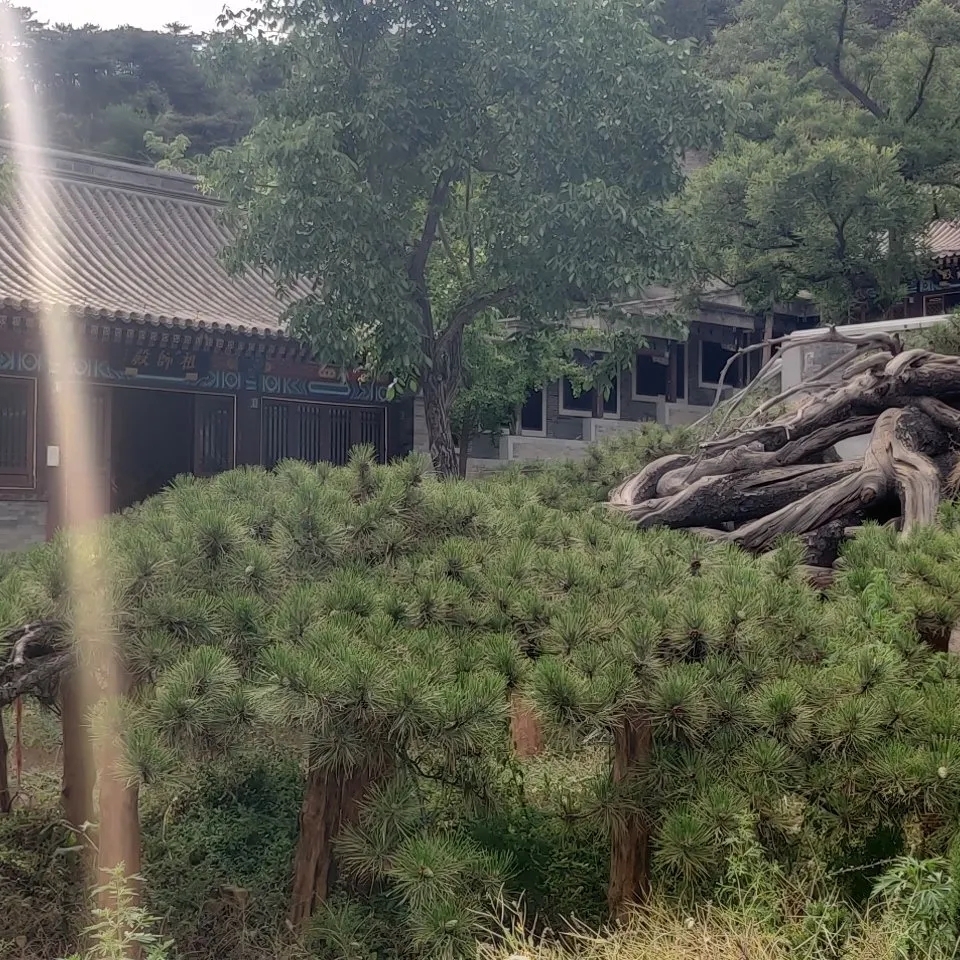 北京延寿寺盘龙松风景区-延寿寺实拍图