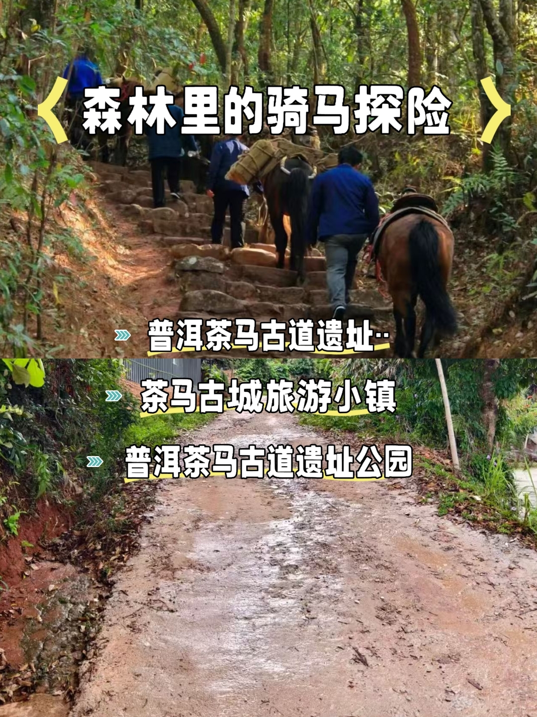 普洱实拍图