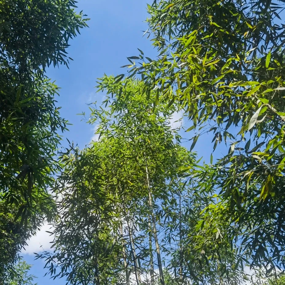 都江堰竹海洞天实拍图