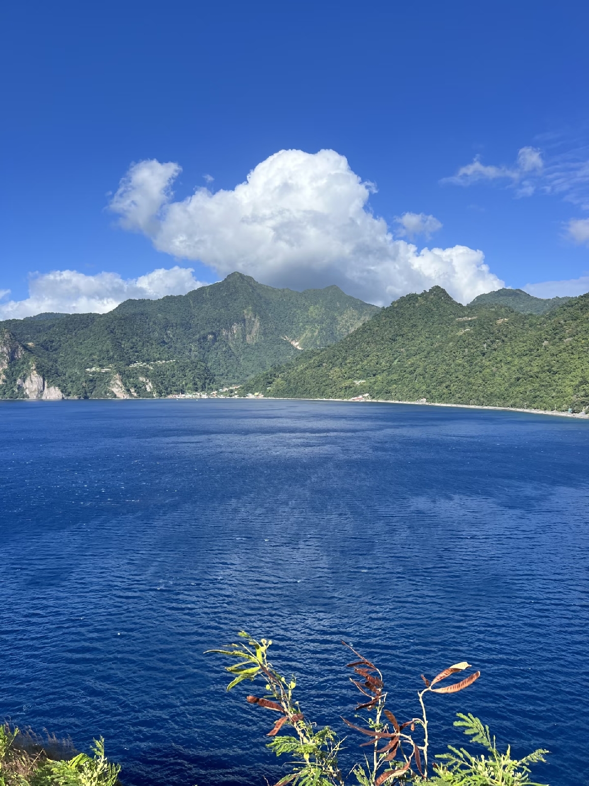 多米尼克实拍图