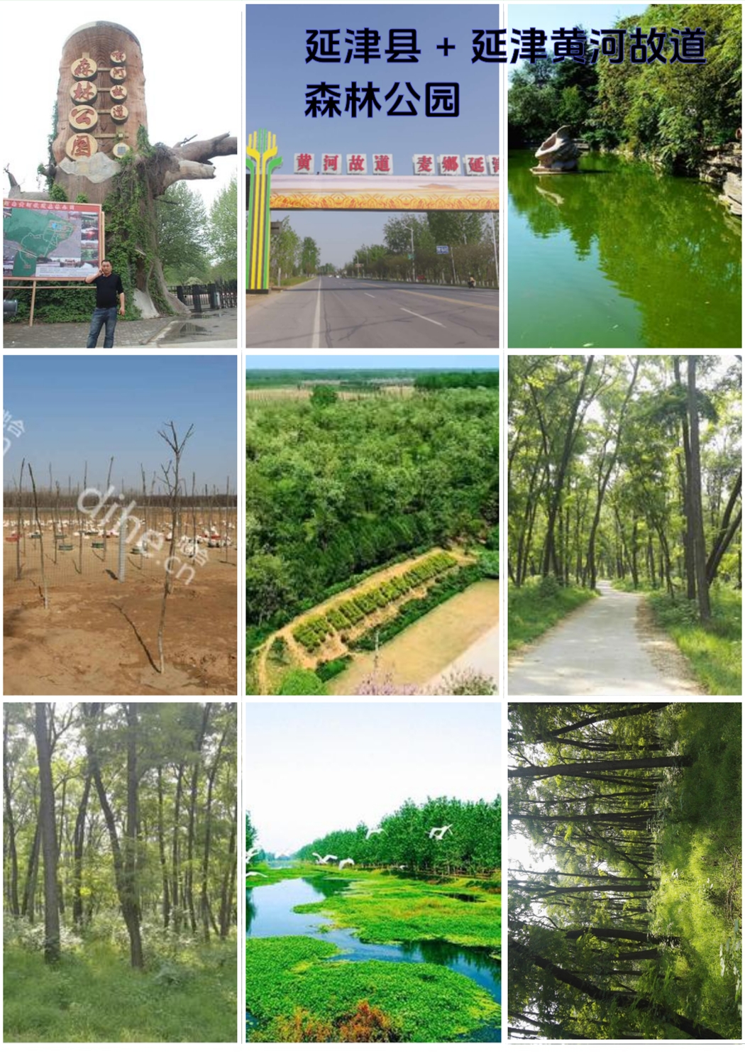 延津县花海公园实拍图6