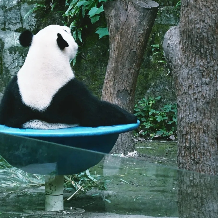 重庆动物园实拍图