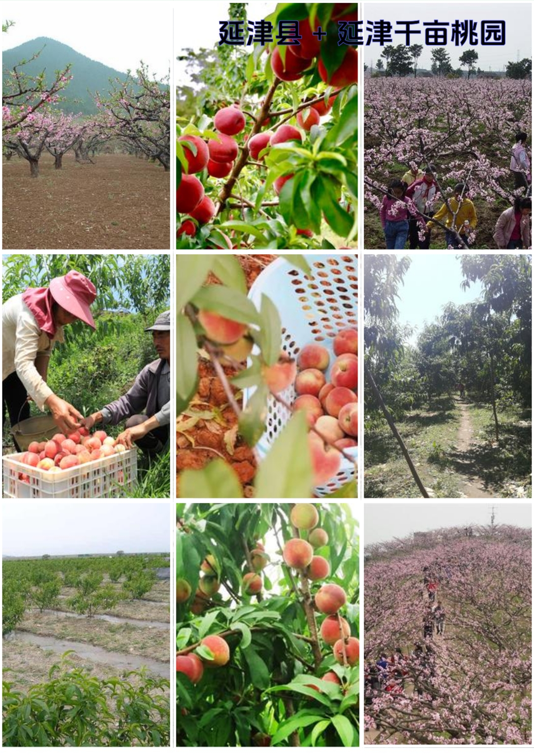 延津县花海公园实拍图8